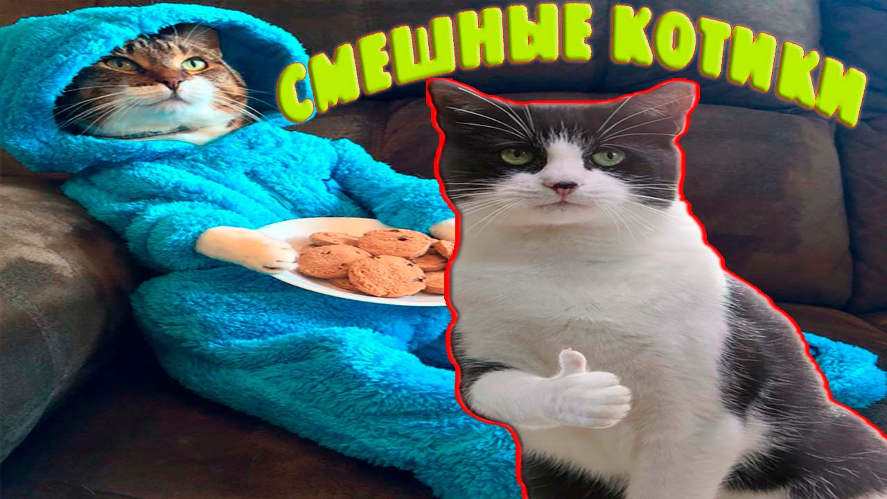 Смешные Котики