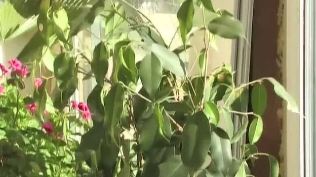 Весенний уход за комнатными растениями