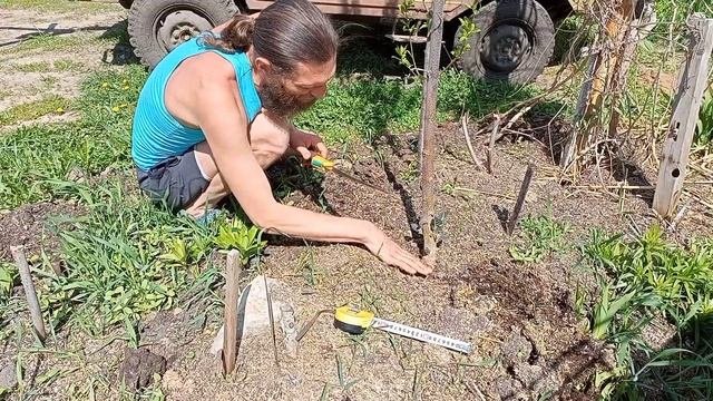 Технический Срез Павловнии Войлочной Томентоза :-)