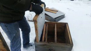 Опоносились пчелы. Что делать?