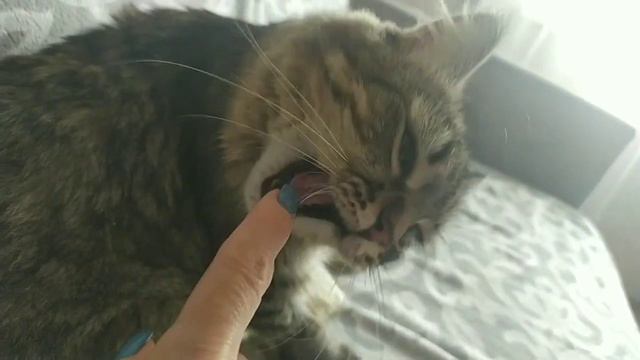 ПОЧЕМУ КУСАЕТСЯ КОШКА ? Самая кусачая кошка Мася. смотреть онлайн