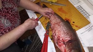 Новый способ обрезки плавников большой рыбины. A new way to trim the fins of a big fish.