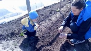 Посадка огурцов в открытый грунт