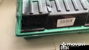 Посеяла семена ели из шишки..Результат удивил!