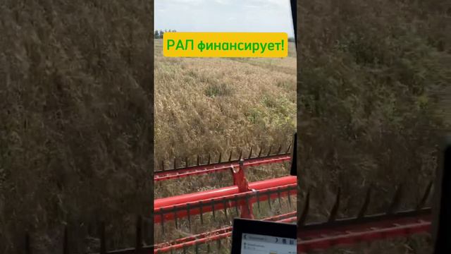 Claas Trion убирает зерновые. Финансирование от Росагролизинг #Рал #лизинг