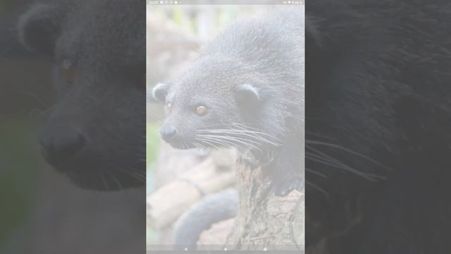 Пушистый хищник - кошачий Медведь смотреть онлайн