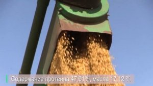 Выбираем сорт сои