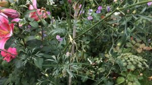 Lily Apricot Star | Verbena Bonariensis VS Verbena Rigida