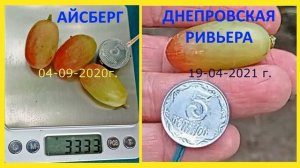 @Какой виноград посадить Айсберг или Днепровскую Ривьеру 1