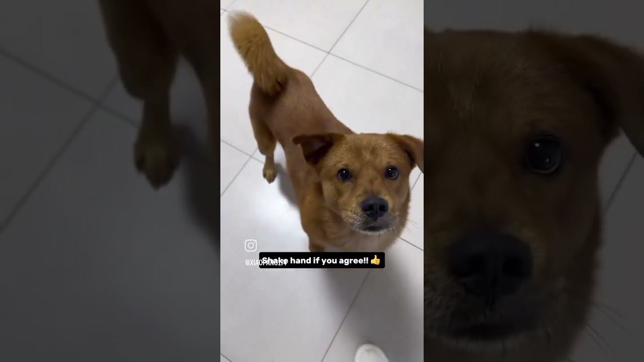 Главный герой TikTok — китайский пес Сяопан. смотреть онлайн