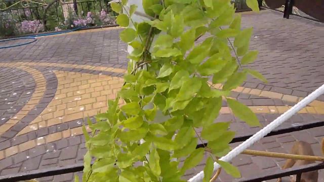 красоты много не бывает. обзор цветника на конец мая смотреть онлайн