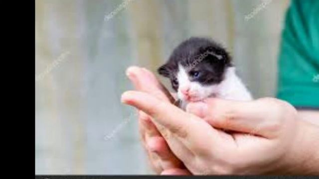 самые красивые кошки смотреть онлайн