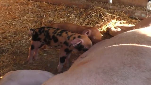 Кто к нам пожаловал Нам такое пополнение не нужно смотреть онлайн