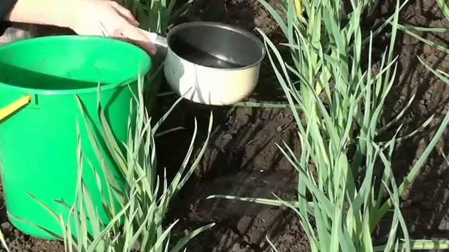 Сообщество садовых культур на одной грядке.