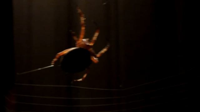 Паук плетет паутину смотреть онлайн