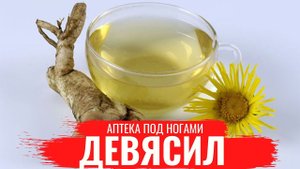 ДЕВЯСИЛ (Садовый подсолнух) / О правилах сбора, нюансах заготовки /Аптека под ногами
