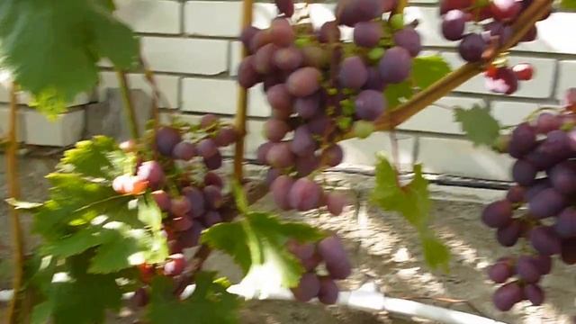 Г.ф. Бурдака Чёрный Хрусталь. смотреть онлайн