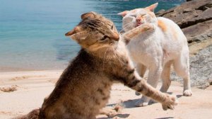 ПРИКОЛЫ С ЖИВОТНЫМИ ДО СЛЕЗ _ Смешные КОТЫ 2023 _ Приколы с КОТАМИ _ Funny ANIMALS video