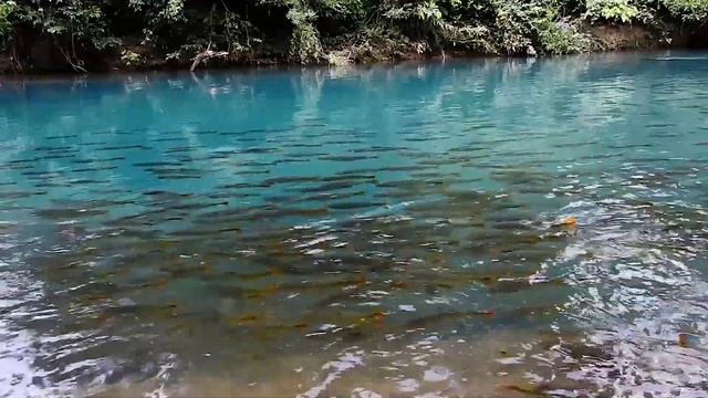 PIRAPUTANGA (BRYCON HILARII - BRYCON MICROLEPIS), RIO DA PRATA, freshwater fish, Piraputangas, смотреть онлайн