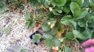 Земляника Роксана 16.06.2018 13:25