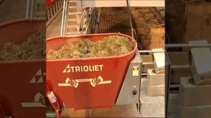 Автоматизированный коровник, коров на ферме кормят роботы - Колнаг