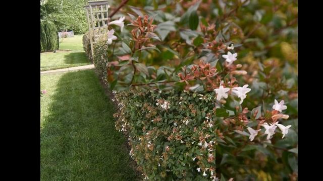 АБЕЛИЯ  (ABELIA)  cем. Жимолостные (Caprifoliaceae)