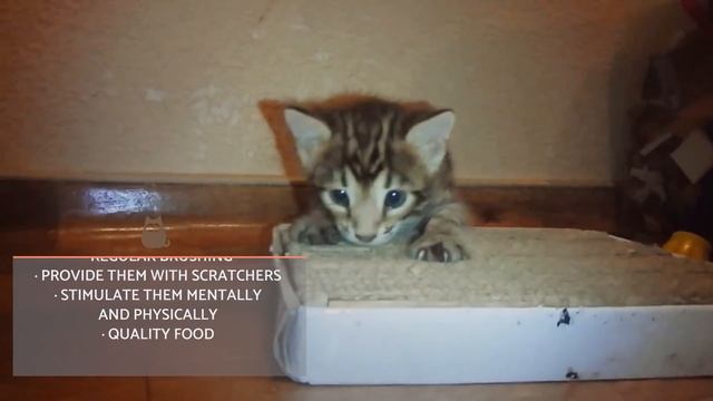 X2Download.com-Bengal Cat – Characteristics and Character-(1080p) смотреть онлайн