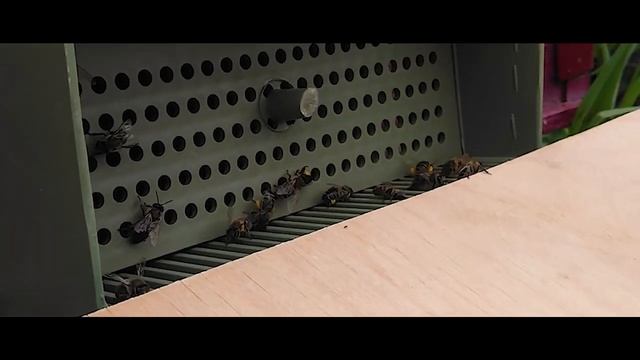 Опробовали пыльцесборник ПСП - 1