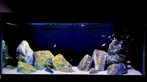 African Cichlids Aquarium | Malawi Mbuna Tank | Hara & Maingano & Red Zebra & Yellow