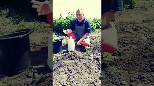 Посадка малины весной и ДАЖЕ ЛЕТОМ. Лучший сорт малины ,,Полана,, смотреть онлайн