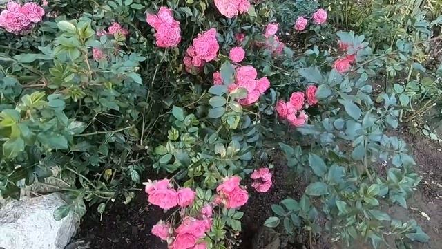 Роза почвопокровная розовая