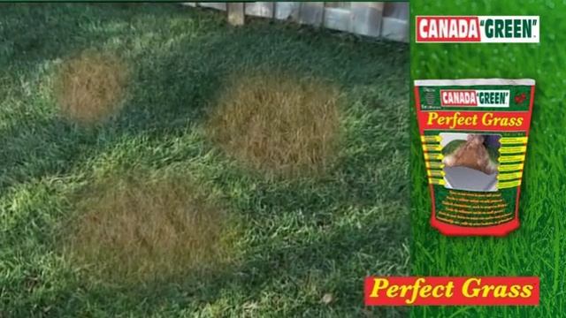 Perfect Grass Canada Green смотреть онлайн
