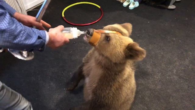 Медведь первый раз дунул. смотреть онлайн