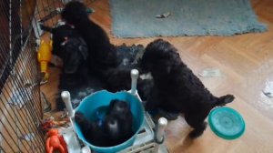 bedlington puppies play,Airy Step kennel