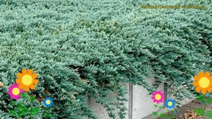 Можжевельник горизонтальный Айс Блю. Краткий обзор, описание juniperus horizontalis Icee Blue