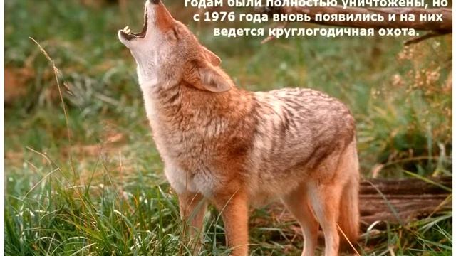 природа нашей области смотреть онлайн