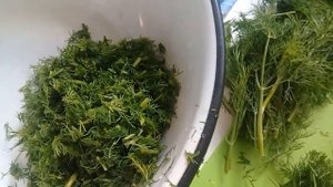 заготовка  листьев  салата и щавеля. заморозка.