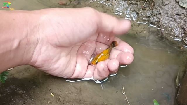 Wadidaw! Mencari ikan cupang warna warni, ikan molly balon lucu, ikan mas koki, ikan lele,ikan lemo