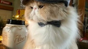Имена для котов: русские варианты красивых кличек
