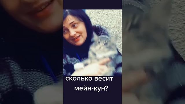 Сколько весит мейн-кун?