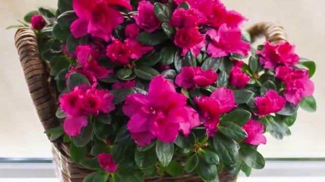 Ландшафтный дизайн. Занятие №12 смотреть онлайн