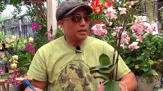 Orchid: Ep3- How to Clone or Make Your Favorite Phalaenopsis Orchid Flower More| Galindez Garden смотреть онлайн