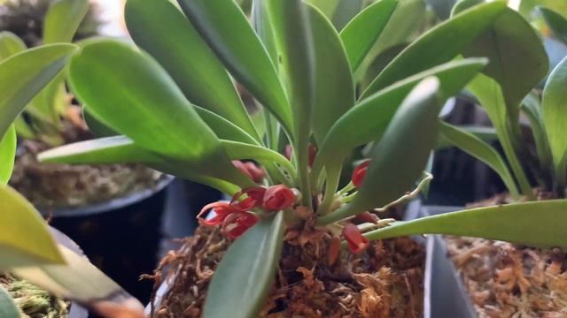 Орхидеи переехали на кухню, шлюмбергера и немного моря в конце. смотреть онлайн