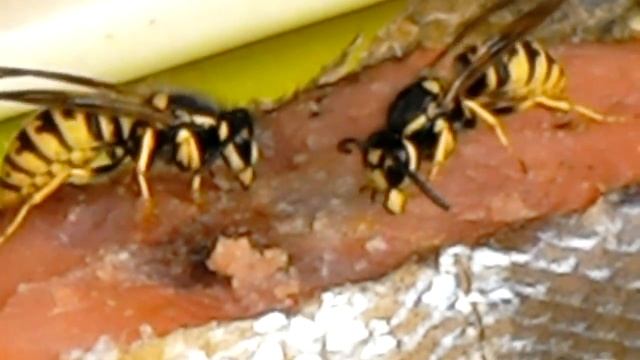 Осы воруют рыбу для суши смотреть онлайн