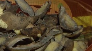 Как использовать удобрения из картофельных очисток