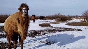 Корабли пустыни в Астрахани. Двугорбые верблюды.
