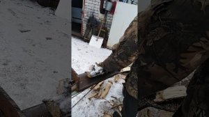 Дровокол из бензопилы. Братан замутил