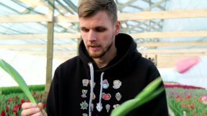 Сорт тюльпанов Neper