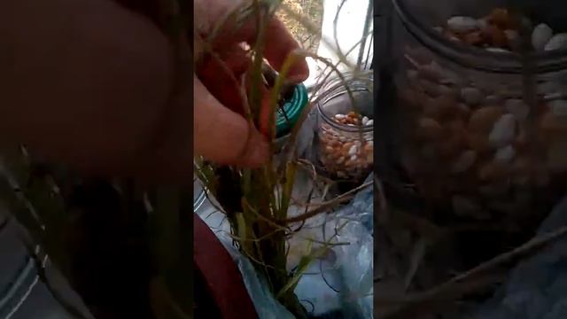 СБОР И ПЕРЕРАБОТКА ОРЕХА ЧУФА