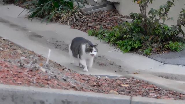 RedTailed Hawk, Mockingbird, Sparrow, Fluffy and Buddy, Kali, California Quail and Cooper's Hawk смотреть онлайн